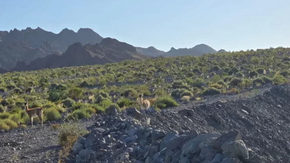 mara revegeto 100 hectareas en su plan de cierre de alumbrera